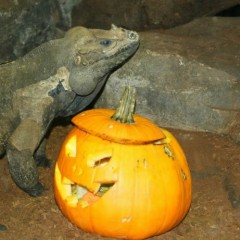 Parques infantiles : Halloween en Zoo Aquarium